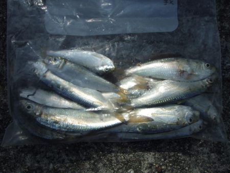 南芦屋浜　孫娘のサヨリデビュー